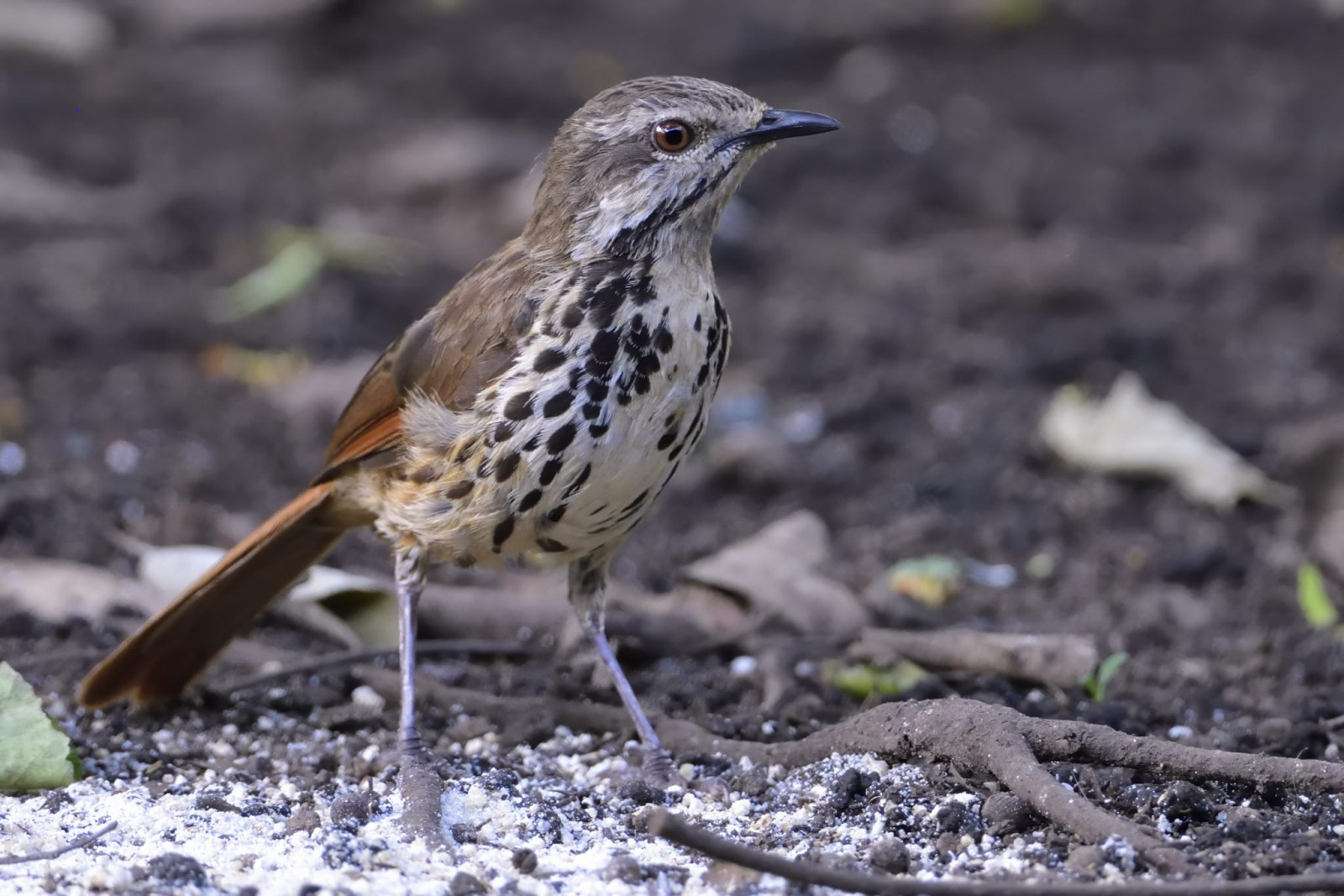 image Spotted Palm Thrush